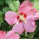 Hibiscus syriacus Pink Giant