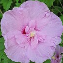 Hibiscus syriacus Chiffon Lila