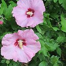 Hibiscus syriacus Aphrodita