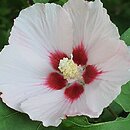 Hibiscus syriacus Hamabo