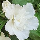 Hibiscus syriacus Admiral Dewey