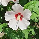 Hibiscus syriacus Mathilda