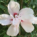 Hibiscus syriacus Lady Stanley