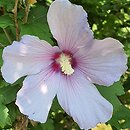 Hibiscus syriacus Blue Bird