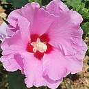 Hibiscus syriacus Minerva