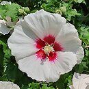 Hibiscus syriacus Helene