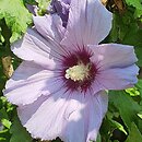 Hibiscus syriacus Coelestis