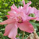 Hibiscus syriacus Puniceus Plenus