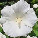 Hibiscus syriacus William R. Smith