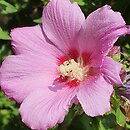 Hibiscus syriacus Russian Violet