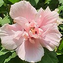 Hibiscus syriacus Carneus Plenus