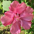 Hibiscus syriacus Scelentis