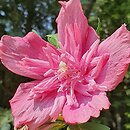 Hibiscus syriacus Freedom