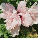 Hibiscus syriacus Salima