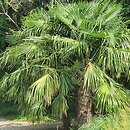 Trachycarpus fortunei (szorstkowiec Fortune'a)