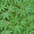 Acer palmatum Katsura