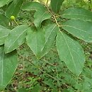 Lindera glauca