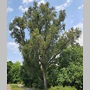 Populus simonii Fastigiata