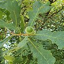 Quercus iberica (dąb gruziński)