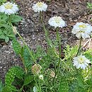 Anthemis nobilis Flore Pleno