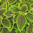 Pilea mollis