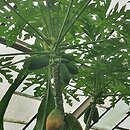 Carica papaya (melonowiec właściwy)