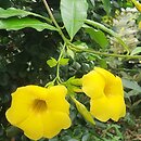 Allamanda cathartica