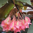 Begonia Corallina de Lucerna