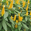 Pachystachys lutea