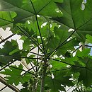 Vasconcellea cauliflora