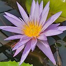 Nymphaea micrantha