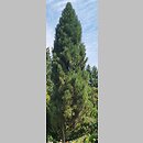 Pinus nigra Columnaris