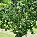 Chamaecyparis pisifera Goldspangle