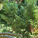 Chamaecyparis lawsoniana Mariesii