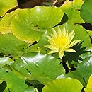 Nymphaea mexicana