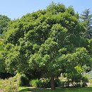 Fraxinus excelsior Nana