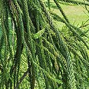 Cryptomeria japonica Araucarioides