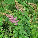 Spiraea tomentosa (tawuła kutnerowata)