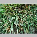 turzyca Å¼ytowa (Carex secalina)