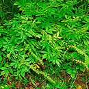 Agrimonia pilosa (rzepik szczeciniasty)