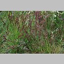 znalezisko 20090709.24.and - Agrostis rupestris (mietlica skalna); Czerwone Wierchy (Kopa Kondracka), Tatry