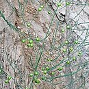 szparag lekarski (Asparagus officinalis)