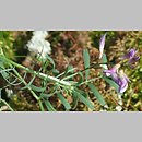 Astragalus arenarius (traganek piaskowy)