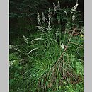 Calamagrostis arundinacea (trzcinnik leÅ›ny)
