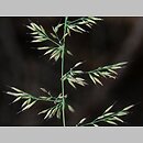 znalezisko 20090807.1.and - Calamagrostis arundinacea (trzcinnik leśny); okolice Małego Cichego, Podtatrze