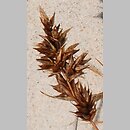 znalezisko 20090816.1.and - Carex arenaria (turzyca piaskowa); Słowiński PN