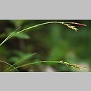 turzyca krÃ³tkokÅ‚osa (Carex brachystachys)