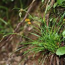 znalezisko 20090708.11.and - Carex capillaris (turzyca włosowata); Kopieniec, Tatry