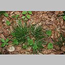 znalezisko 20090606.4.and - Carex pilulifera (turzyca pigułkowata); Masyw Śnieżnicy, Beskid Wyspowy