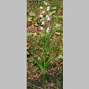 znalezisko 20080531.3.and - Cephalanthera longifolia (buławnik mieczolistny); Hutki-Kanki – Wyż. Krakowsko-Częstochowska